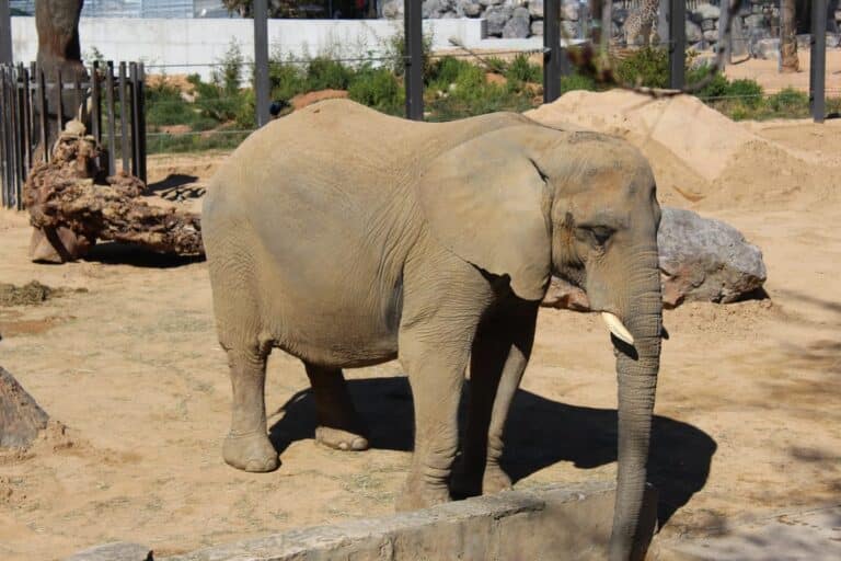Een olifant drinkt water in de dierentuin van Barcelona, ​​Spanje.
