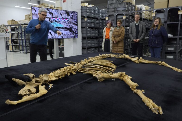 Vrijwel compleet skelet van een bison uitgestald op een tafel tijdens een presentatie in een archeologisch depot, met onderzoekers op de achtergrond.