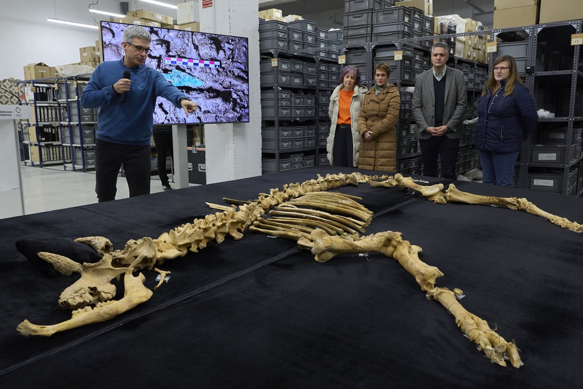 Vrijwel compleet skelet van een bison uitgestald op een tafel tijdens een presentatie in een archeologisch depot, met onderzoekers op de achtergrond.