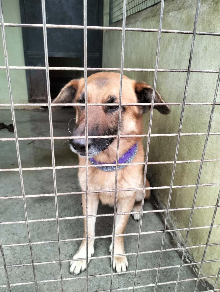 Bruine hond met paarse halsband achter metalen hek in een dierenopvang.