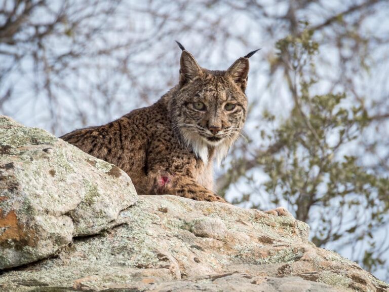 Iberische lynx ligt op een rotsachtig landschap in een natuurgebied in Spanje.