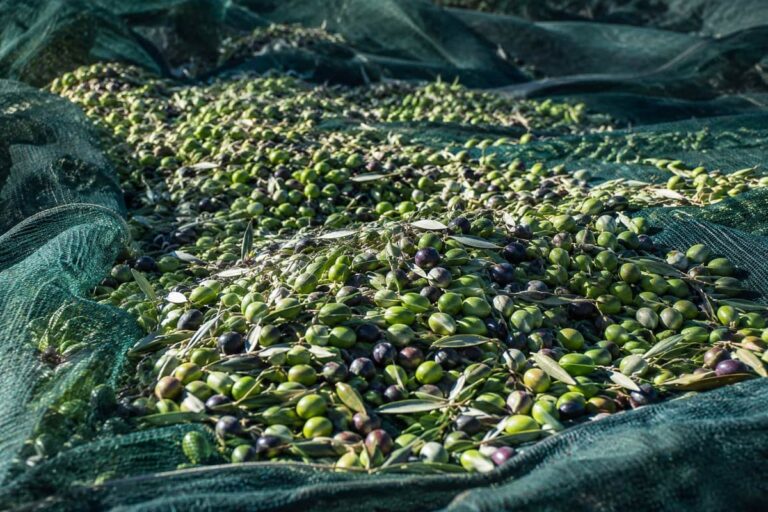 Geoogste olijven en olijfbladeren op groene netten in een olijfgaard.